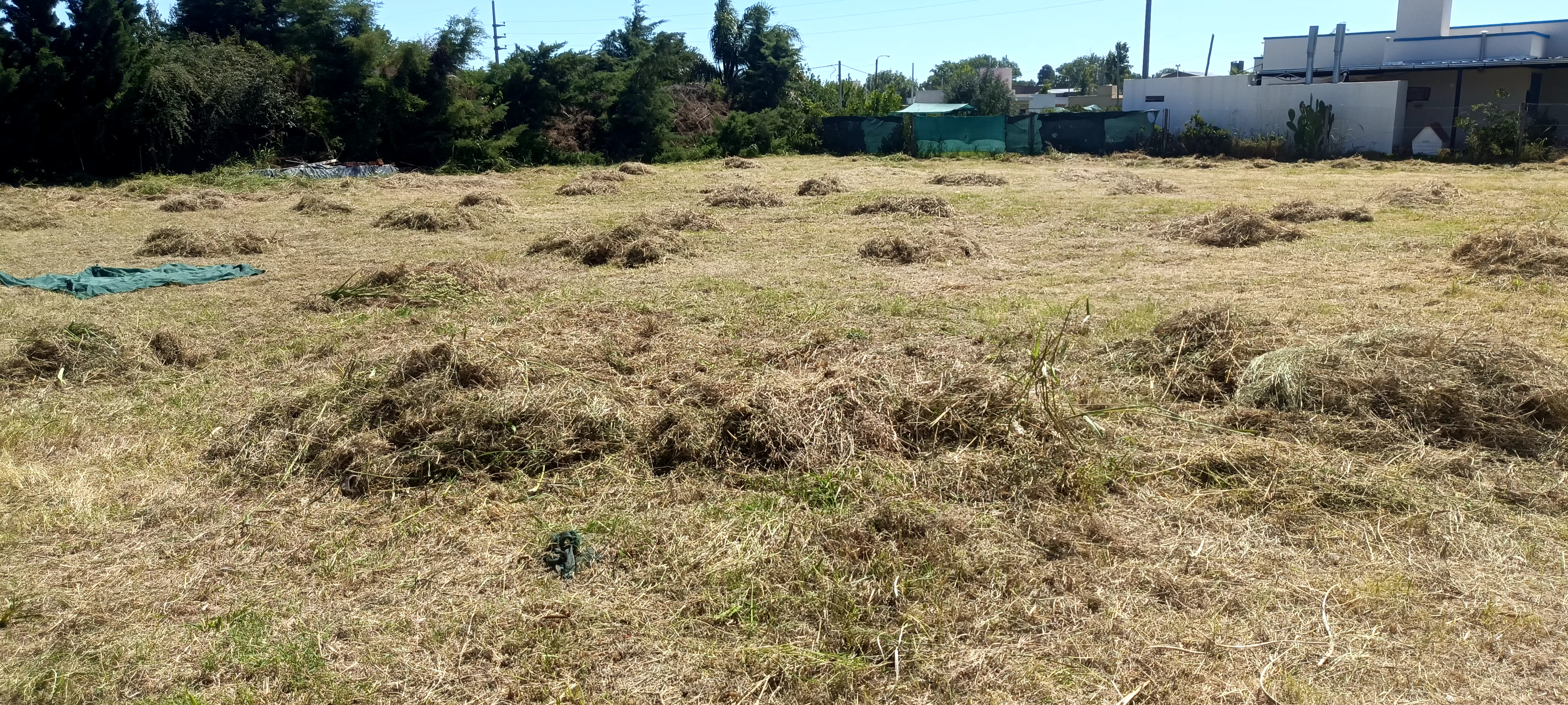 Antes - Desmalezado y recolección