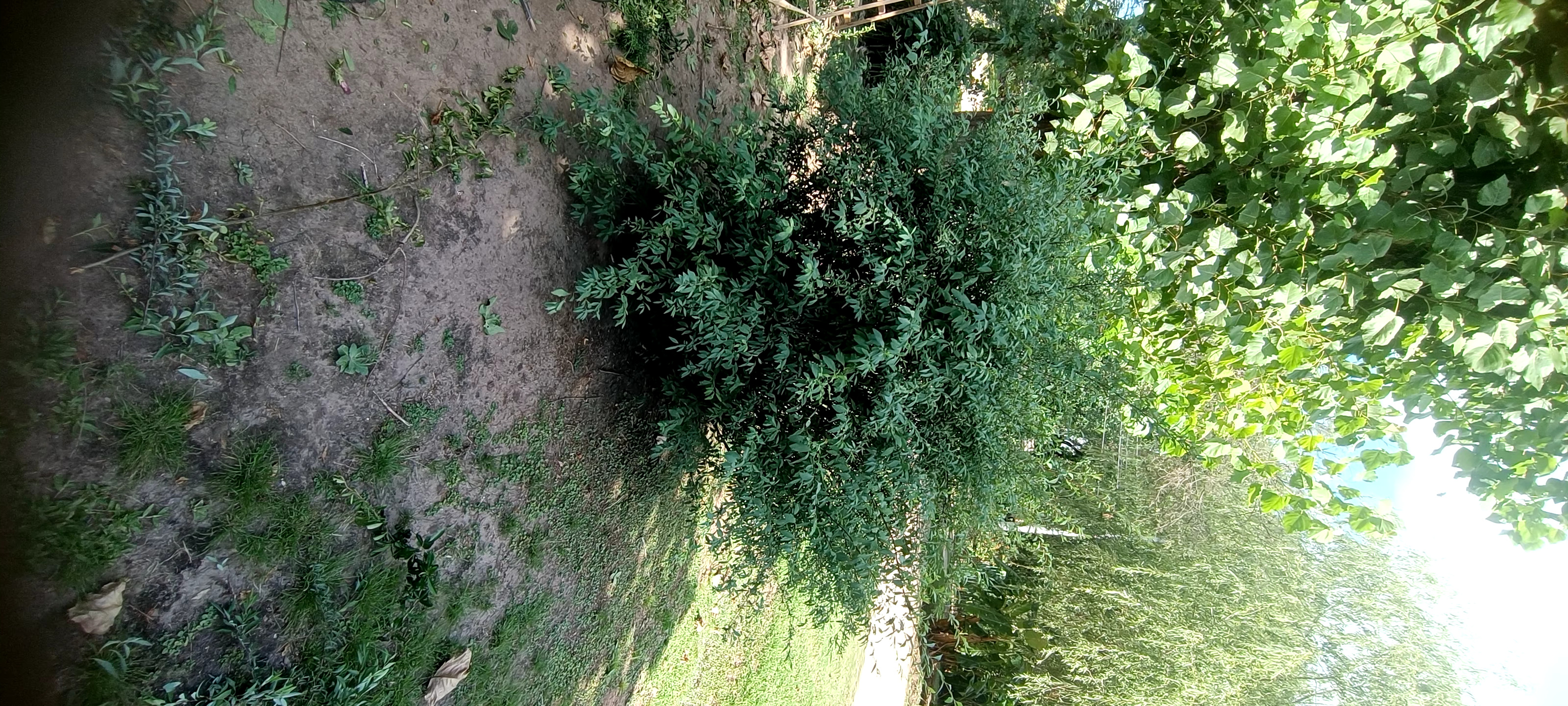Antes - Poda de arbusto